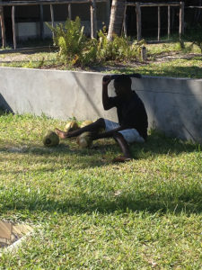 kululeku_Vilanculos_Beach_Village_coconut