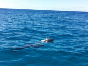 kululeku_Volunteer_Africa_Bazaruto_dolphins