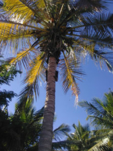 kululeku_palm