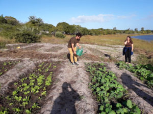 Volunteering_Mozambique_kululeku_farming_2